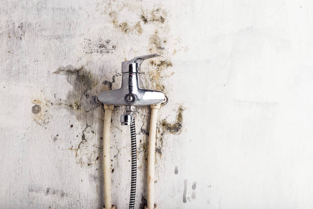 Best Emergency Mold Removal  in Cedville, AR