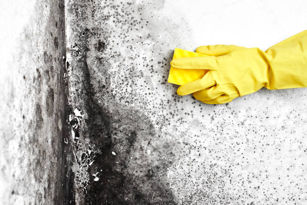Certified Mold Removal in Cedarville, AR