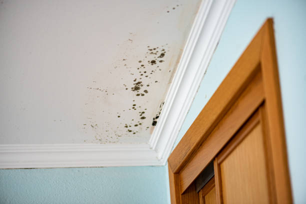 Best Office Mold Removal Services  in Cedville, AR