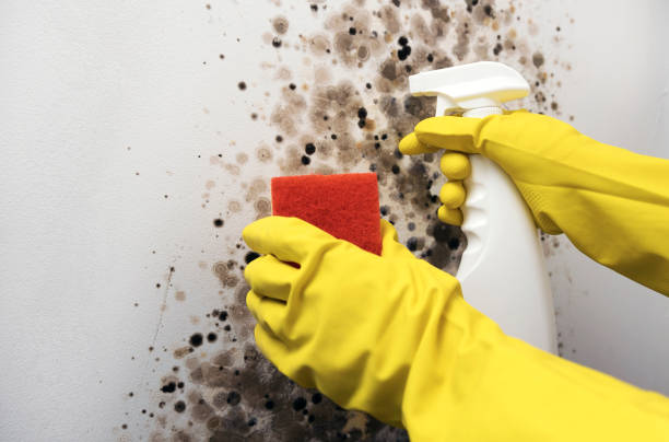 Home Mold Removal in Cedarville, AR