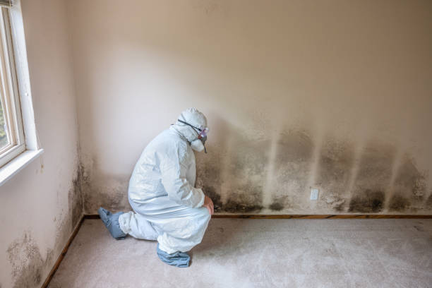 Professional Mold Removal in Cedarville, AR