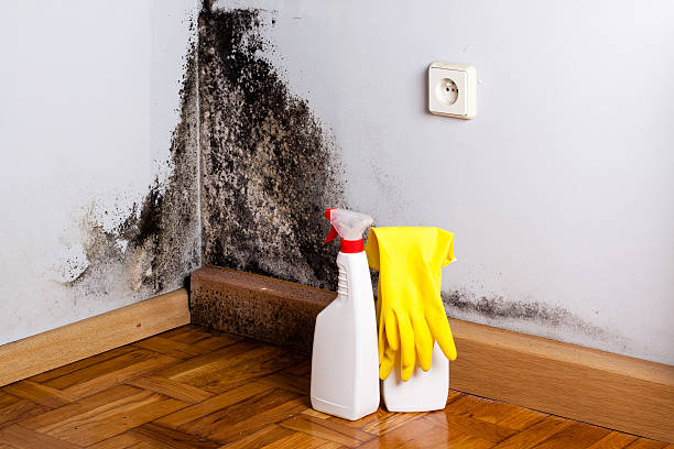 Best Professional Mold Removal  in Cedville, AR