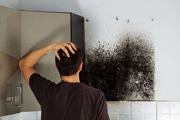Best Mold Testing and Removal  in Cedville, AR