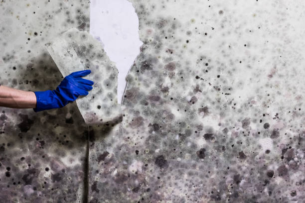 Best Affordable Mold Removal  in Cedville, AR