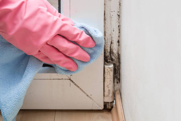 Best Local Mold Removal Service  in Cedville, AR